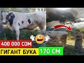 Гигант Букалар 400 000 / Сом 170 См / Ала-Тоо Парода!