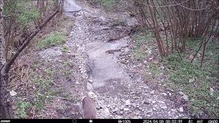 Fauna Selvatica Savignone 24