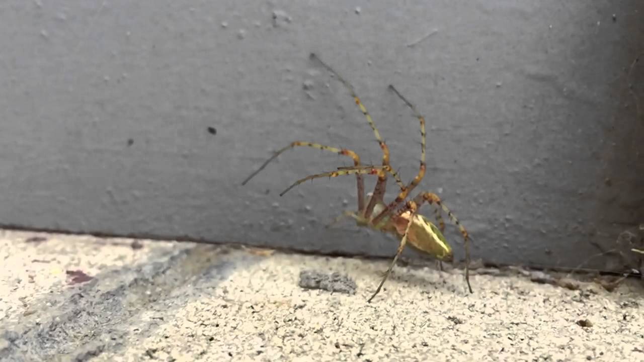 Green Lynx Spider YouTube