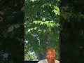lk whats swarming the whitehouse