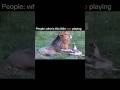 The son of the greatest lion in the history #viral #shorts #youtube #video