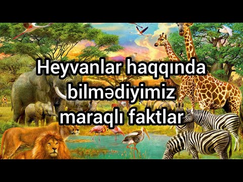 Heyvanlar aləmi haqqında bilmədiyimiz maraqlı faktlar