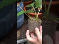 Dicas para produzir morangos suculentos 🍓 #horta #garden #morango #hortaorganica #hortaemcasa