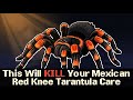 Mexican Red Knee Tarantula Care: The 30-Year Commitment