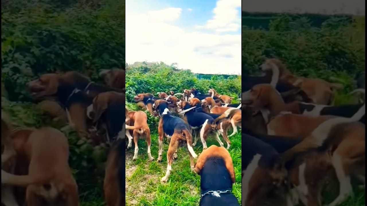 dogs barking, pointer dogs barking, Italian brainrot. 