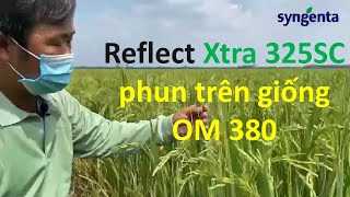 Reflect Xtra 325SC phun trên giống 380 nhà nông chi sẻ cùng kỹ sư Syngenta | Thuốc trừ bệnh