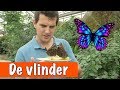 Giftige vlinder  dierenpraattv