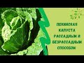 Пекинская капуста рассадным и безрассадным способом. В открытом грунте Юг Западной Сибири