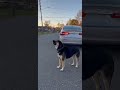 Dog Duets with Car Alarm in Hilarious Howling Performance! 🐶🎶🚗