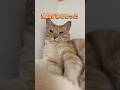 虜になってもいいよ😊byちゃちゃまる #catvideos #cat #cute #ちゃちゃまる #猫 #shortvideo #short