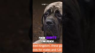 The Magnificent English Mastiff  The Heaviest Dog Breed in the World #dog #shortvideo #shorts