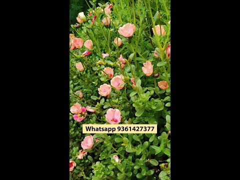 Purslane 50 Colors