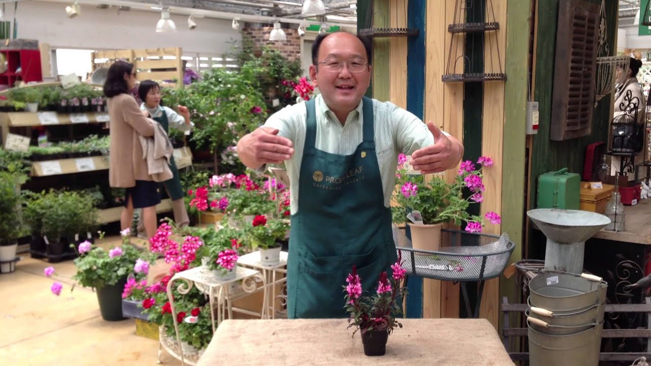 ガウラと呼ばれている花は白い花びらと長く突き出たオシベの形状が蝶のように見えるので白蝶草とも呼ぶ 誰でもできるお金をかけない実践型0円ガーデニング