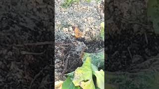 #Хоста и бадан🤯