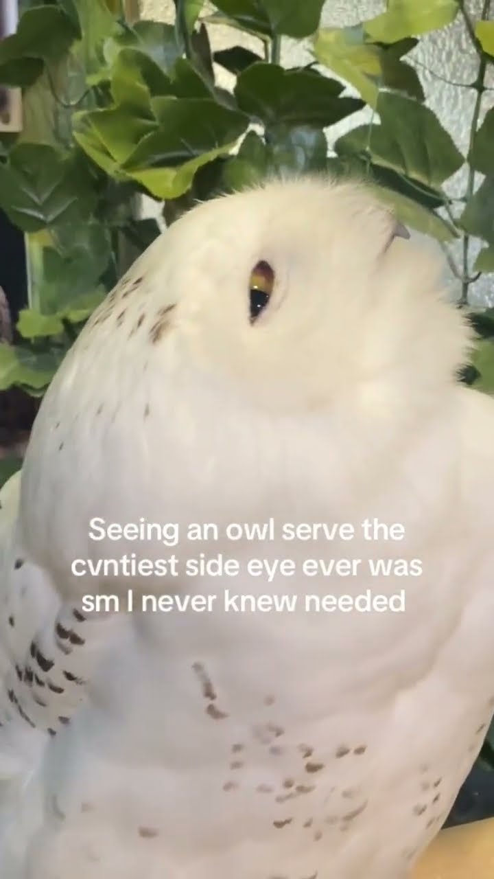 Prvnci like the internet always needs some calm living moments