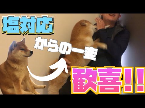 【柴犬】塩対応から最高のお出迎えをする犬