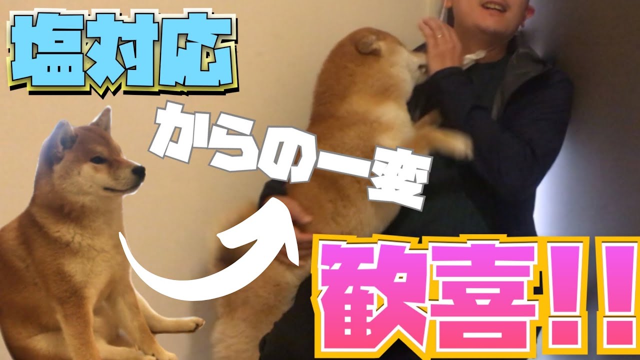 柴犬】塩対応から最高のお出迎えをする犬 - YouTube