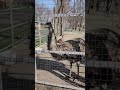 страусы на Кавказе!?