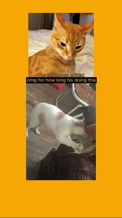 orange SUBs....🧡#shorts #theorangecat #cat