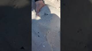 HUGE Olive Seashell Found #treasure #beach #adventure #shells #wow #huge #ocean