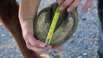 How to Measure Your Horse for Scoot Boots