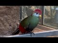 Birds Of The RainForest - Part 1 of 2 #birds