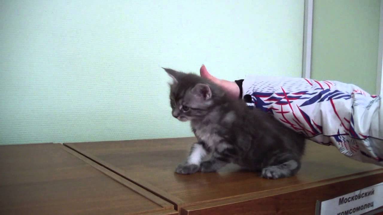 video phone beyonce mp3 Арчибальд Ослайкисс - котенок мейн-кун