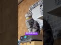 教えてー！何をみてるの？二代目マックー #川上麻衣子 #二代目マック #猫