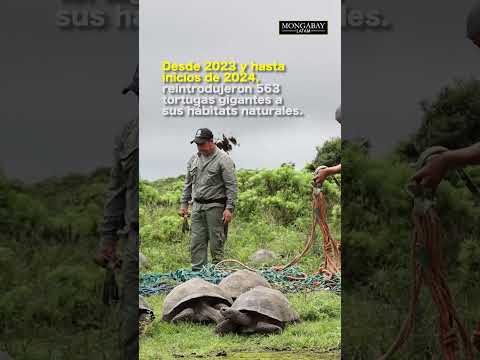 Ecuador: 500 tortugas gigantes fueron reintroducidas a su hábitat natural en Galápagos