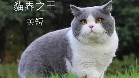 猫中之皇  英国短毛猫 【品种猫介绍系列之一】最精简的英国短毛猫起源、类别、照护介绍 - 天天要闻