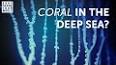 The Fascinating World of Marine Life: Unraveling the Secrets of the Deep ile ilgili video