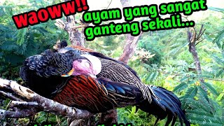 BERBURU AYAM HUTAN!!poin jago yang sangat tua