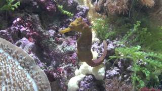 Longsnout Seahorse (Hippocampus reidi)