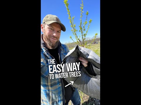 Video: Tree Irrigation Guide – Wie viel Wasser brauchen Bäume