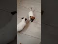 cachorra Jack Russell Terrier cholula