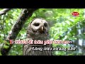 KaraoKe Liên Khúc Chiều Mưa 3 ReMix