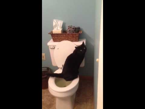 un-chat-fait-ses-besoins-dans-la-toilette