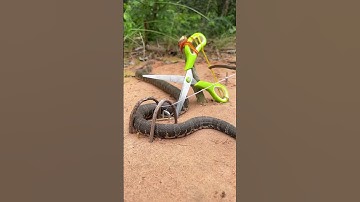 DIY single Snake Trap using New Scissors #shortsvideo #creativesnaketrap