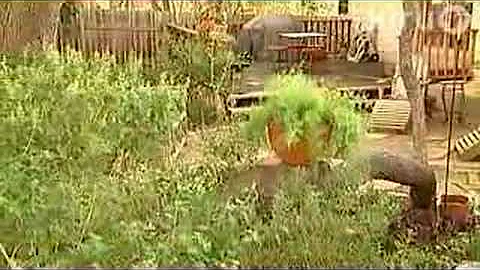 Susan Sanders:  Central Texas Gardener