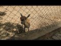 मुरादाबाद चिड़ियाघर का पूरा टूर 😍 | Zoo Vlog Moradabad | आज का वायरल वीडियो#viralvideo #trending 🐯😃🐯