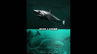 Isurus Oxyrinchus V Carcharhinus Leucas