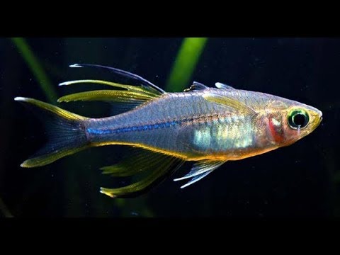 Video: Sunbeam Fish (Telmatherina Ladigesi)