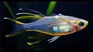Аквариумная рыбка Солнечный лучик (Telmatherina ladigesi)
