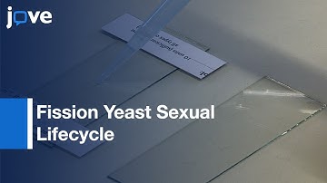 Microscopy Of Fission Yeast Sexual Lifecycle l Protocol Preview