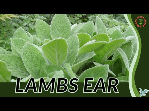 ভিডিও: Cotyledon Pig's Ear: শূকরের কানের গাছের যত্নে বাড়ানোর টিপস এবং তথ্য