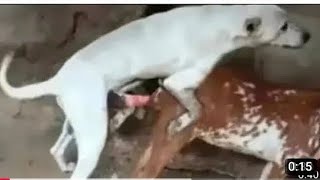 Download Lagu Guy Comes Home From Work With A Stray Dog |The Dodos , EQI MP3 Download Lagu Guy Comes Home From Work With A Stray Dog |The Dodos , EQI MP3
