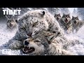TIBET WILD | The Last Natural Sanctuary of the Himalayas | Nature Animal Documentary