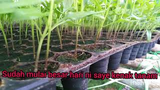 Tanam Chili bara atas tanah Part 1