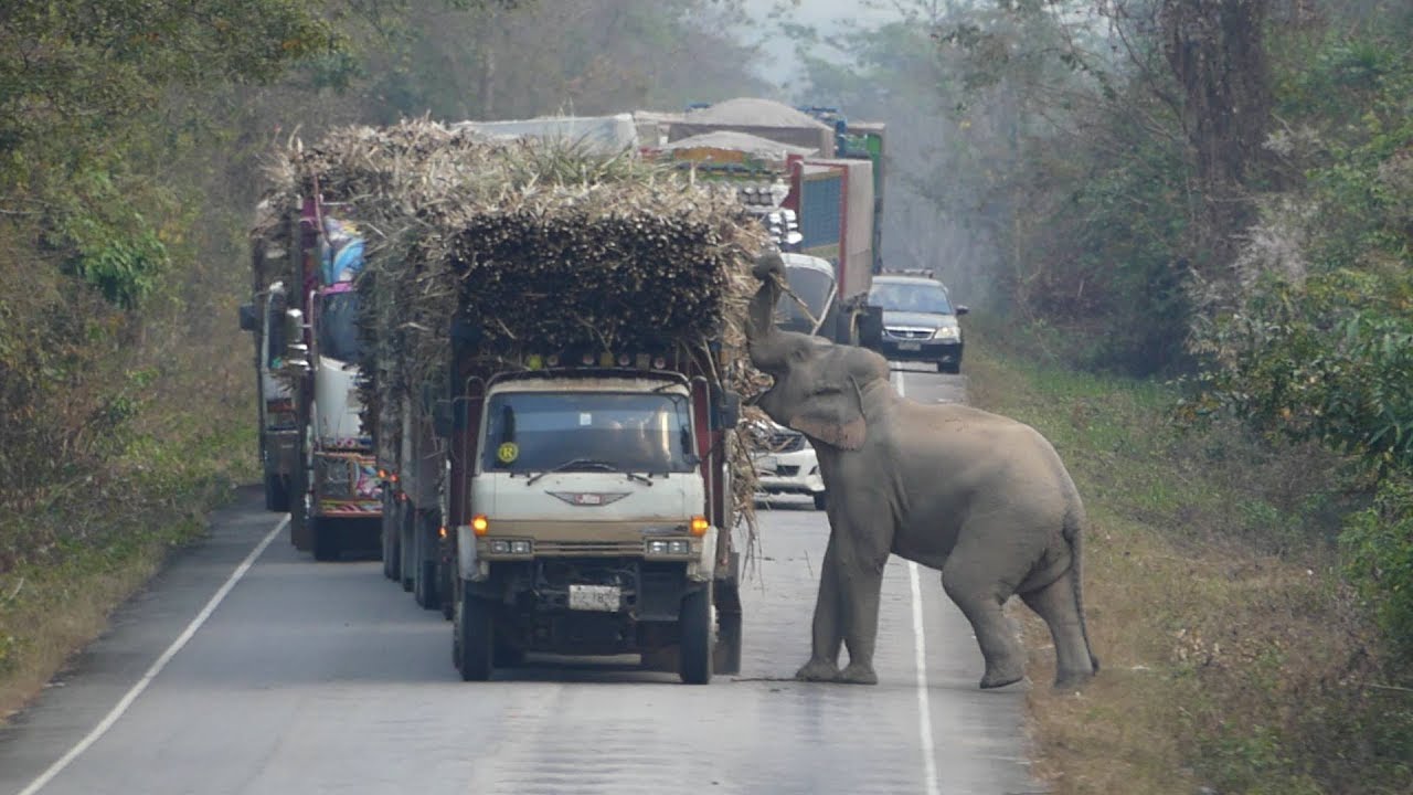 ⁣Elephant Stops Passing Trucks To Steal Bundles Of Sugar Cane