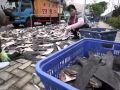 Hong Kong : Limiter le commerce d'ailerons de requins